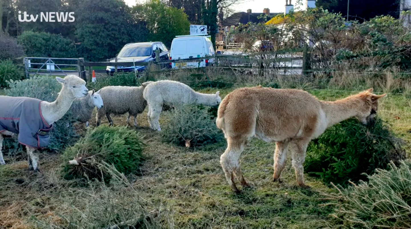 How Alpacas can help you dispose of your Christmas tree in an eco