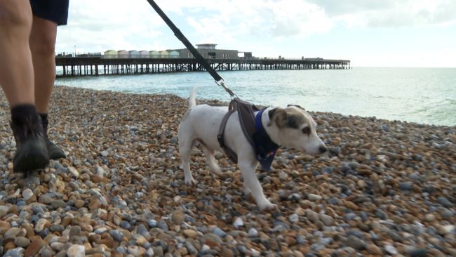 Bingo the Jack Russell Terrier being taken for a walk on Hastings Beach