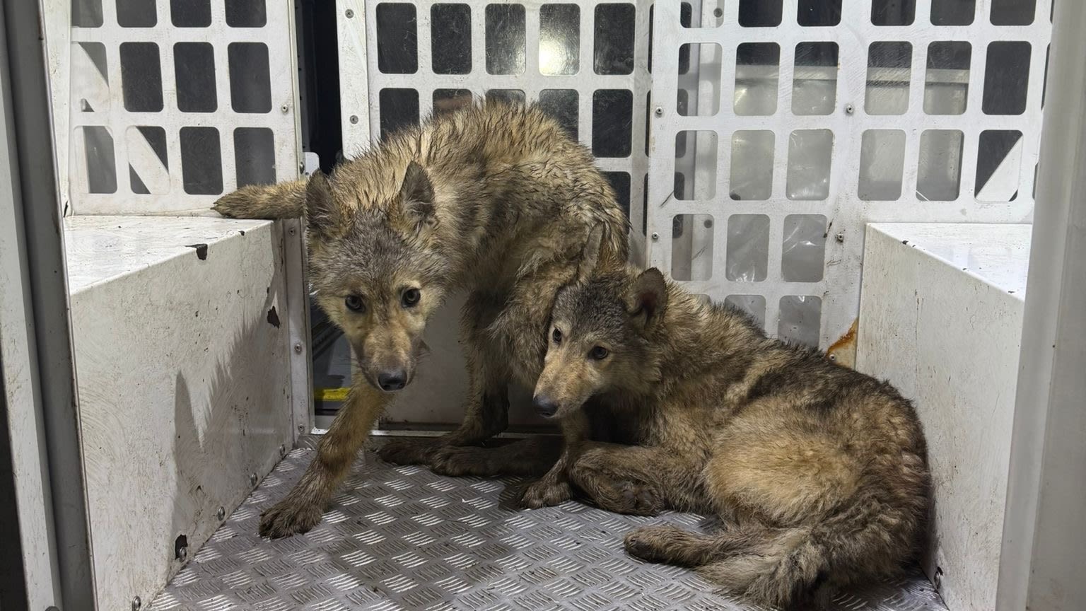 Image for Howling 'wolves' roaming streets detained by police