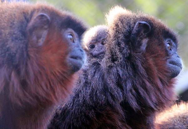 Belfast Zoo enjoys Valentine's love in with arrival of baby monkey
