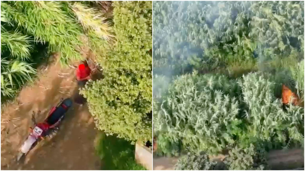 Drone appears to catch suspected arsonist starting wildfire in Italy