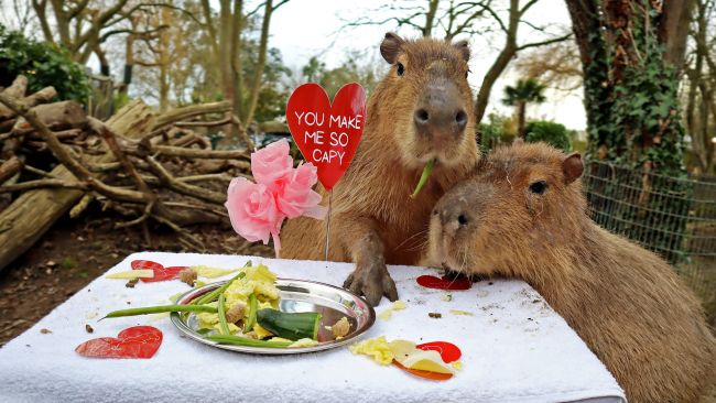 Zoo's 'romantic' efforts bring arrival of first capybara baby in 11 years