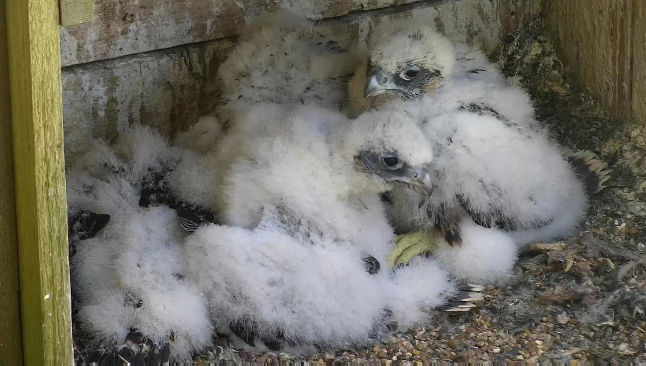 ITV West Country Peregrine Falcon news for Bristol and the West Country