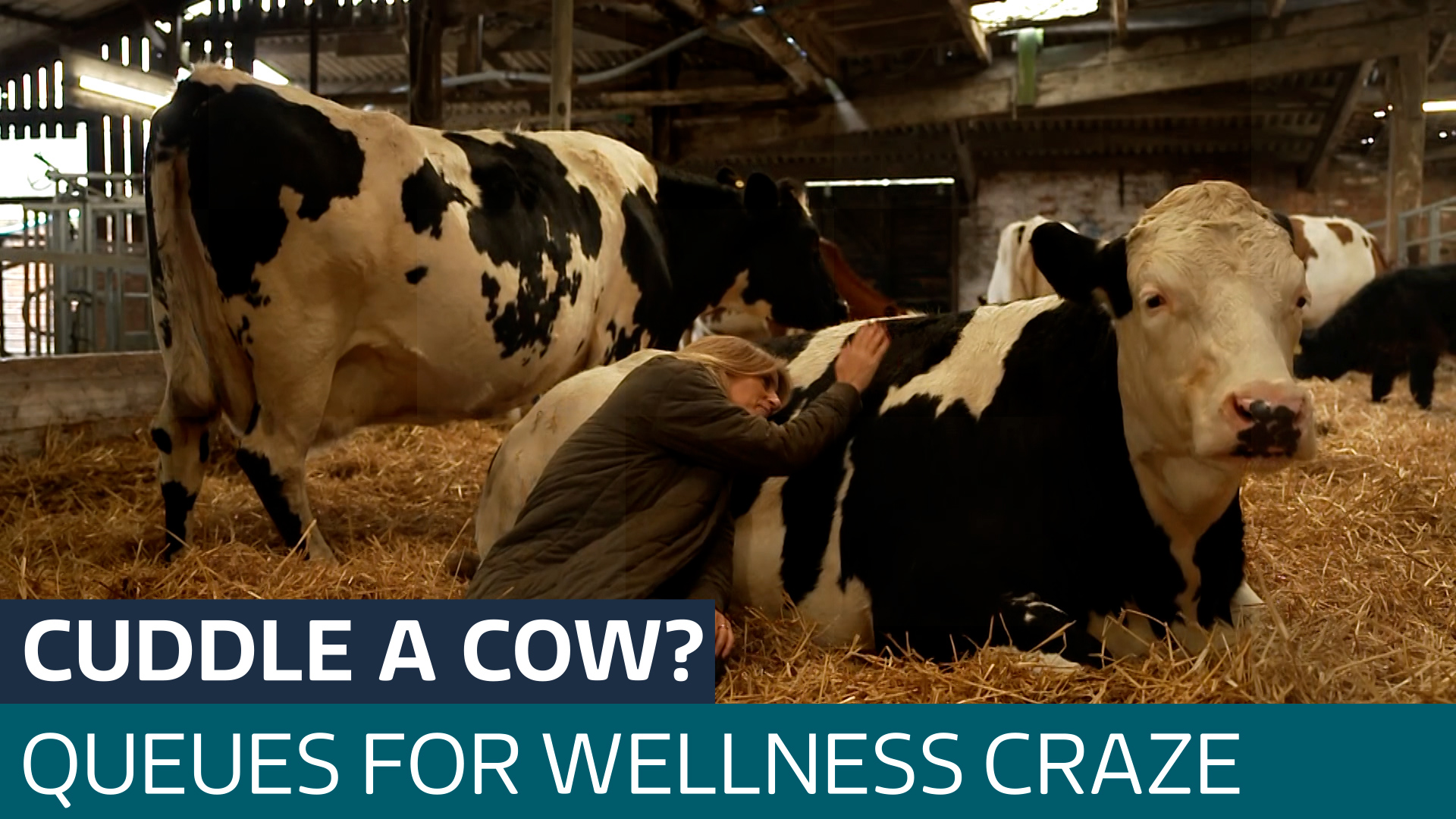 Visitors queueing to cuddle retired cows at Yorkshire farm - Latest ...