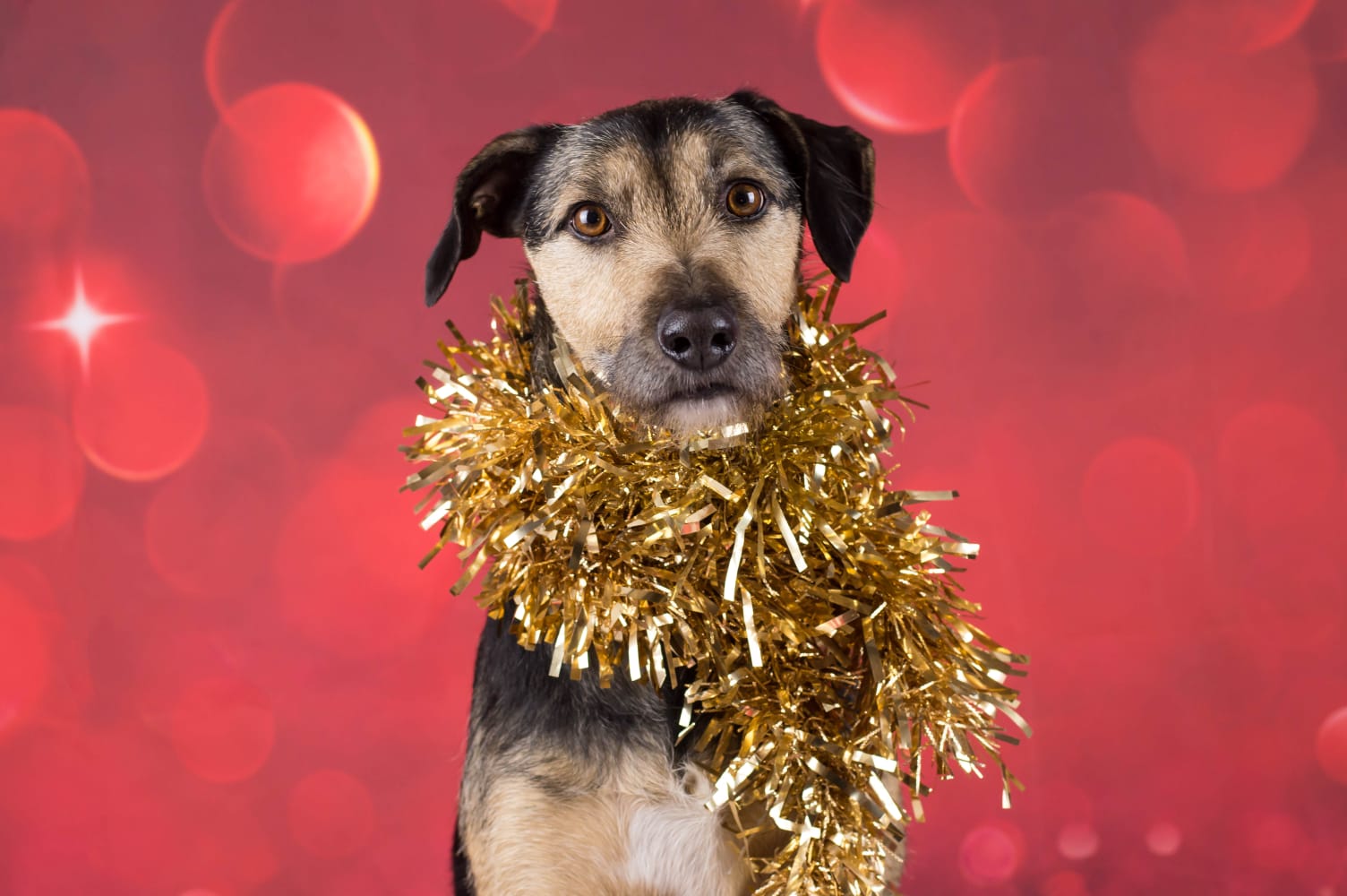Can you give an animal the gift of a home for Christmas? | ITV News Granada