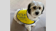 What Is A Pet Therapy Dog