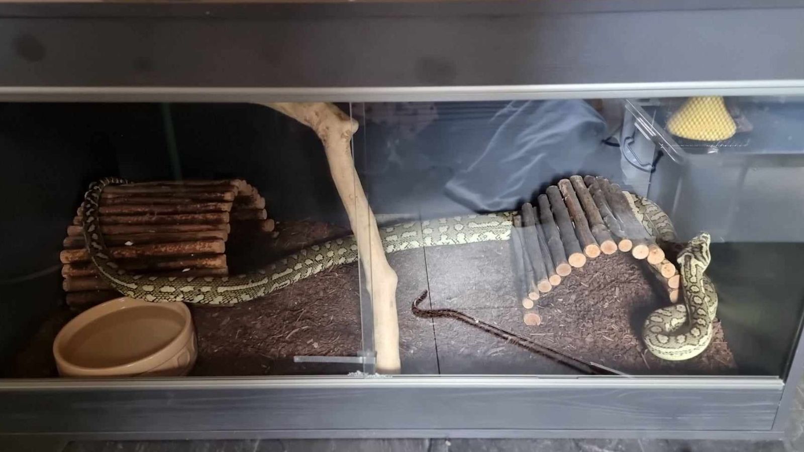Relief after eight-foot jungle carpet python found 'safe and well' in ...