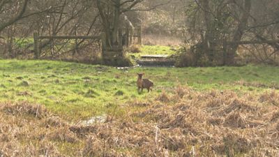 Deer at Sweet Briar Marshes in Norwich. ITV News Anglia credit.