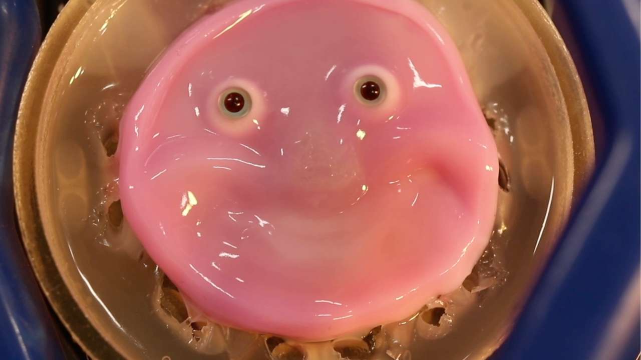 Scientists create smiling robot with face covered in ‘living’ skin 