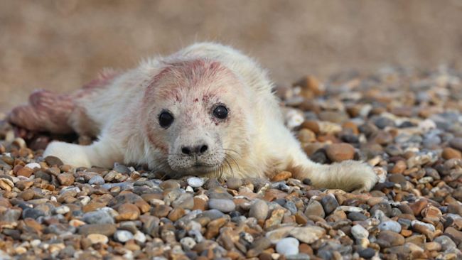 Credit: OLLIE PAGE NATIONAL TRUST
The first grey seal pup of the season has been born at Orford Ness in Suffolk
