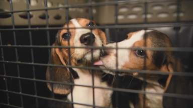 US dog breeder fined record $35m after thousands of beagles neglected 