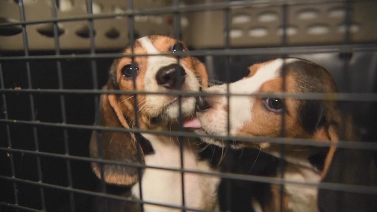 Beaglegate Factcheck US dog breeder fined record $35m after thousands of beagles neglected ...