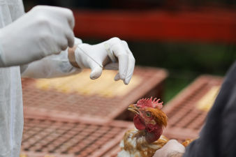 Bird Flu: Somerset birds of prey centre stuck in 'lockdown' - BBC News