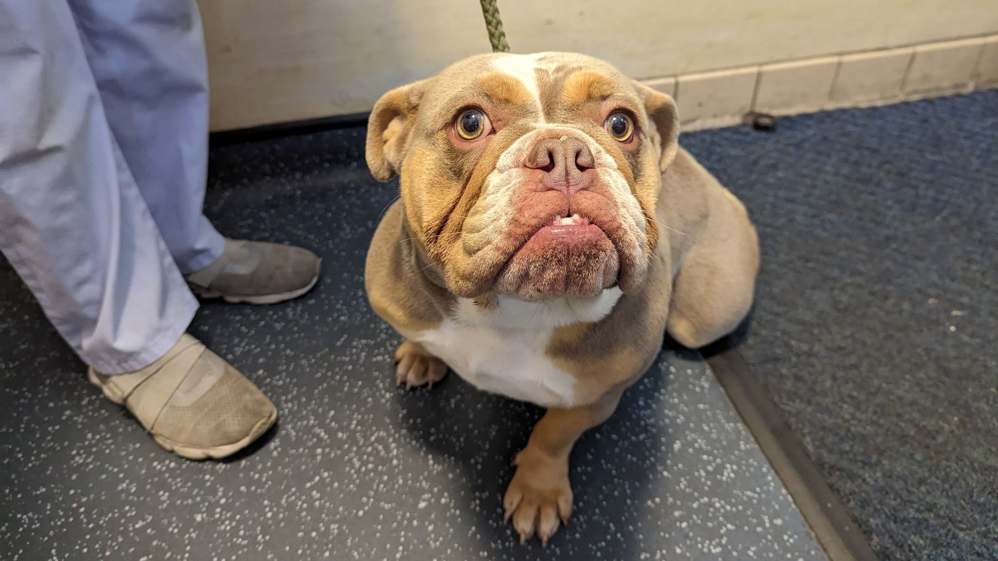 Man caught on CCTV kicking his dog banned from keeping animals for 10