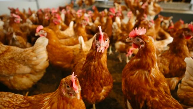Bird flu can be spread to poultry (birds that are farmed to eat, or to lay eggs for human consumption).