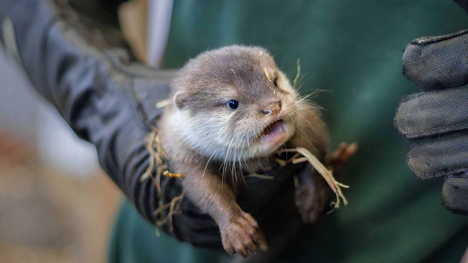  Bashful Otter 廃盤 レア Otter_2.jpeg?fm=jpg&fit=fill&w