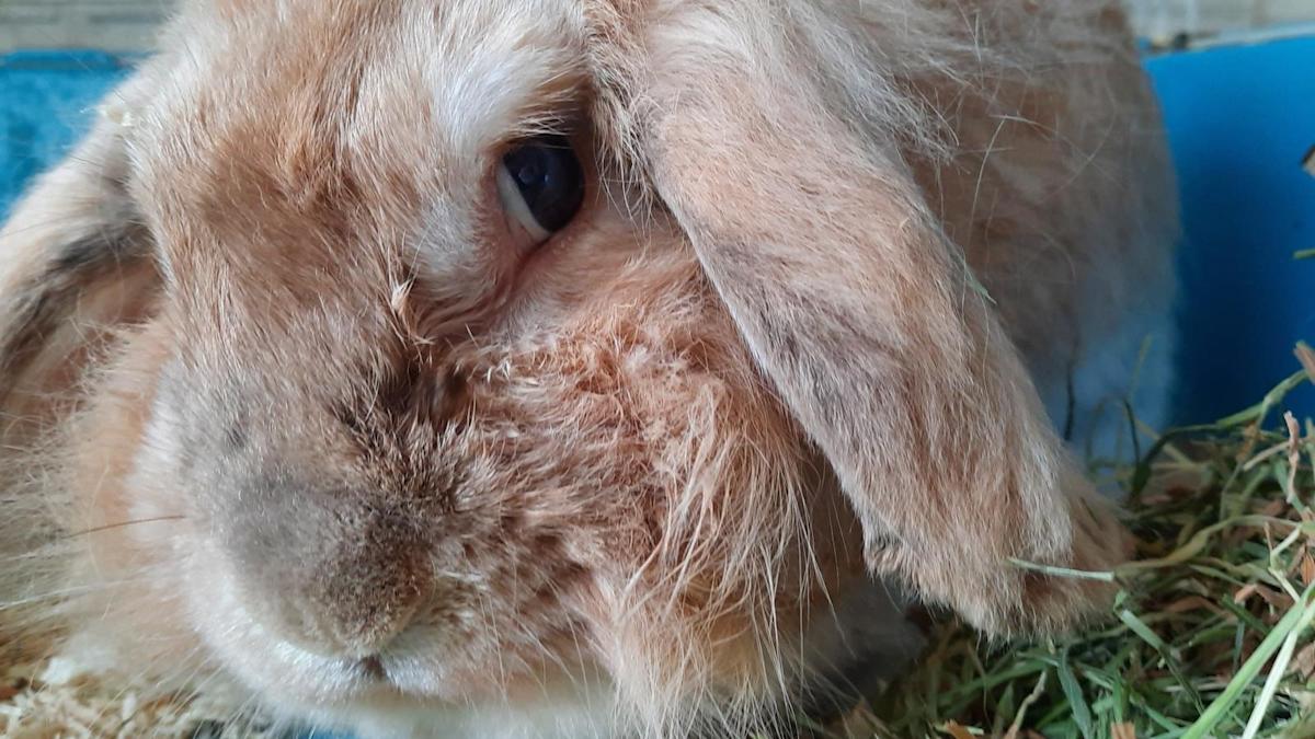 Not just for Easter: Pets at Home pauses the sale and adoption of ...