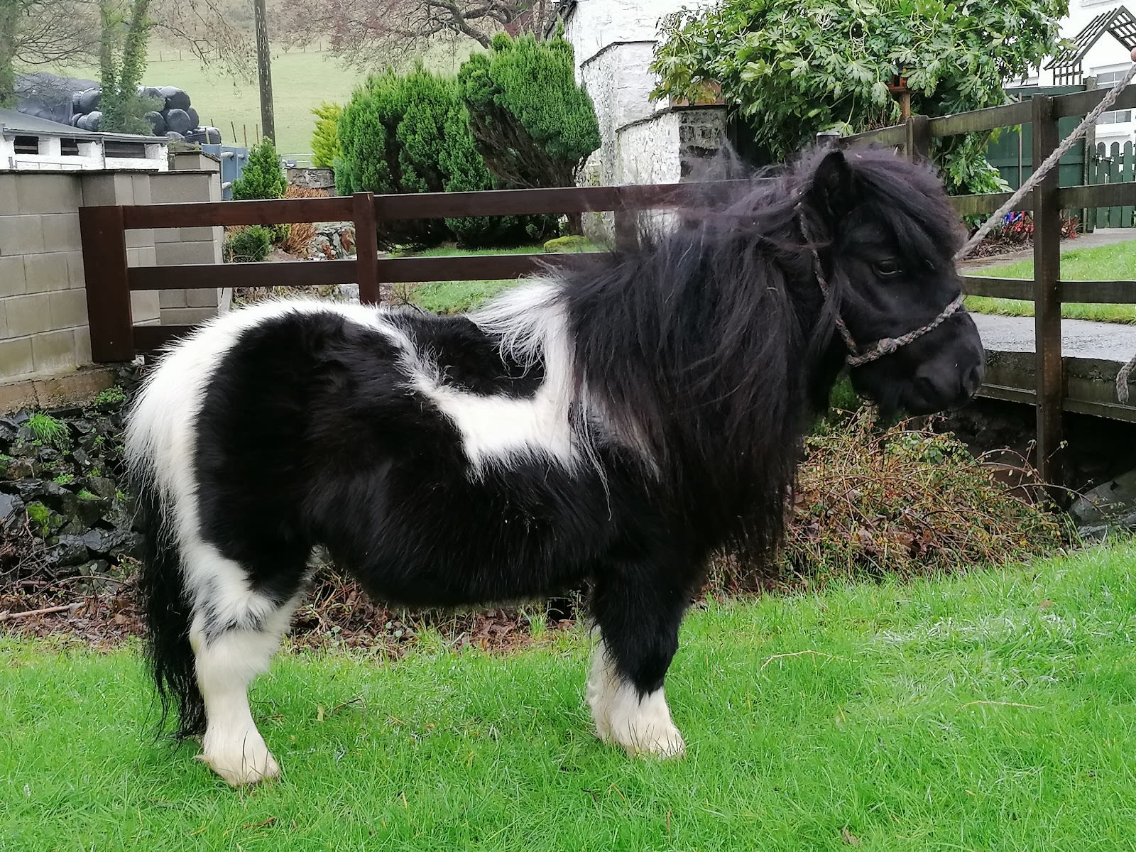 Hom Pony Pony spotted pulling passengers in a bin enjoying life in new home ...