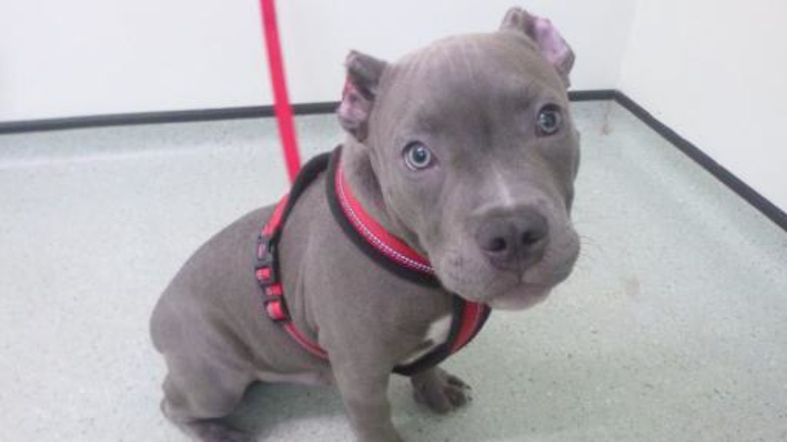 Pitbull Ear Cropping Styles Chart