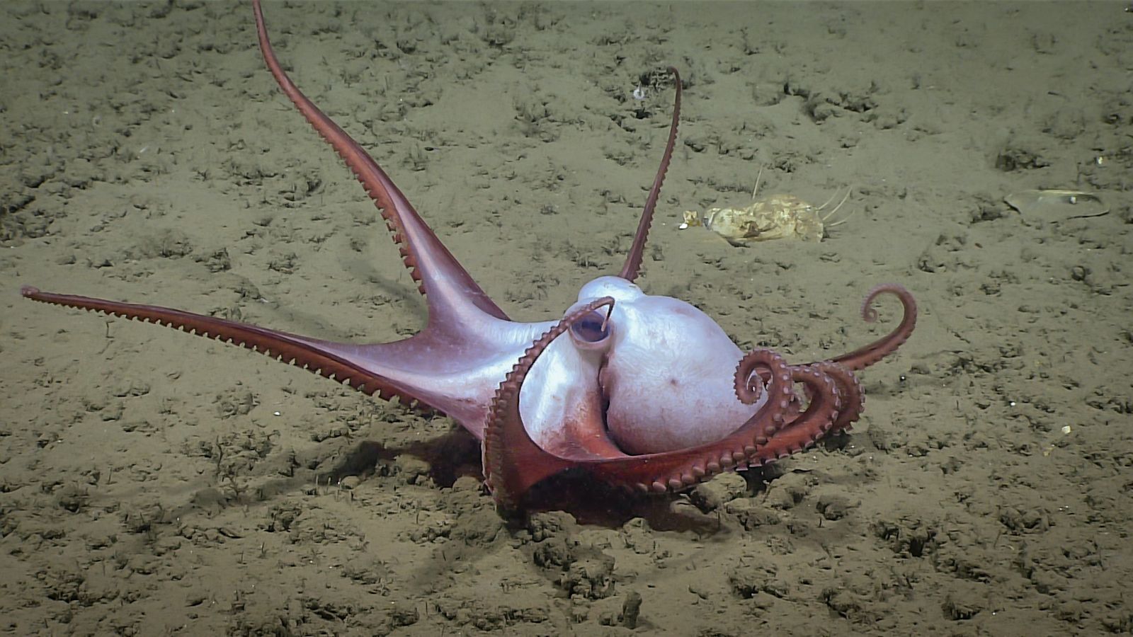 Octopus Rise Why are octopus numbers on the rise and what could it mean for other ...
