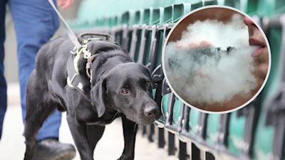 Norwich school drafts in sniffer dog to stop pupils vaping | ITV News Anglia Norwich school drafts in sniffer dog to stop pupils vaping | ITV News Anglia