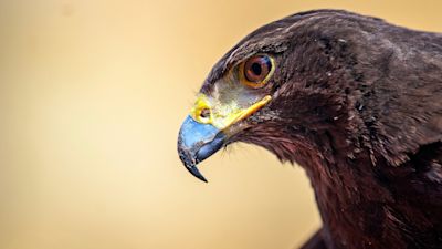 A Harris Hawk at London Kings Cross Station, which is used to scare off pigeons.