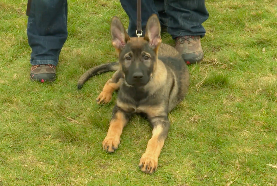 Police dog team trained in UK collects vital evidence to h…