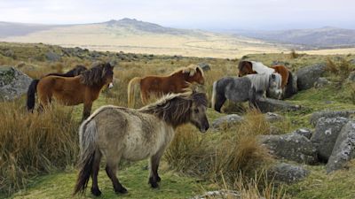 dartmoor ponies credit Devon Live