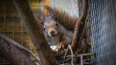 Radish has fathered 12 babies - helping the squirrel breeding programme due to declining population numbers.
