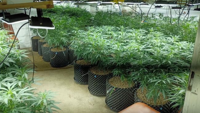 Police discovered more than 2,000 cannabis plants worth a potential £300,000 in a building on Morley Street close to Bradford city centre.