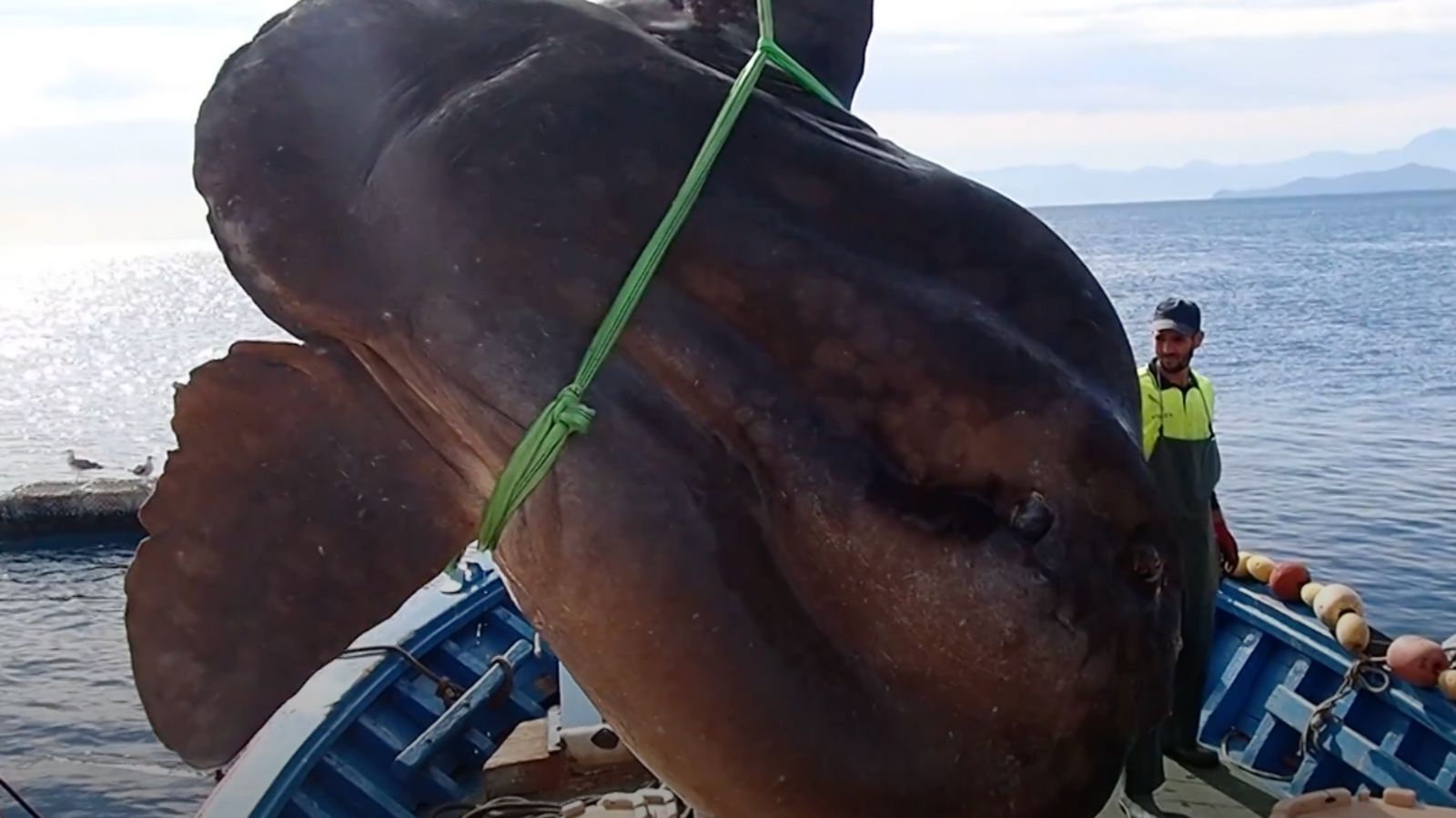 Large Sunfish Getting Bit Gigantic sunfish weighing a tonne caught and released by scientists off ...