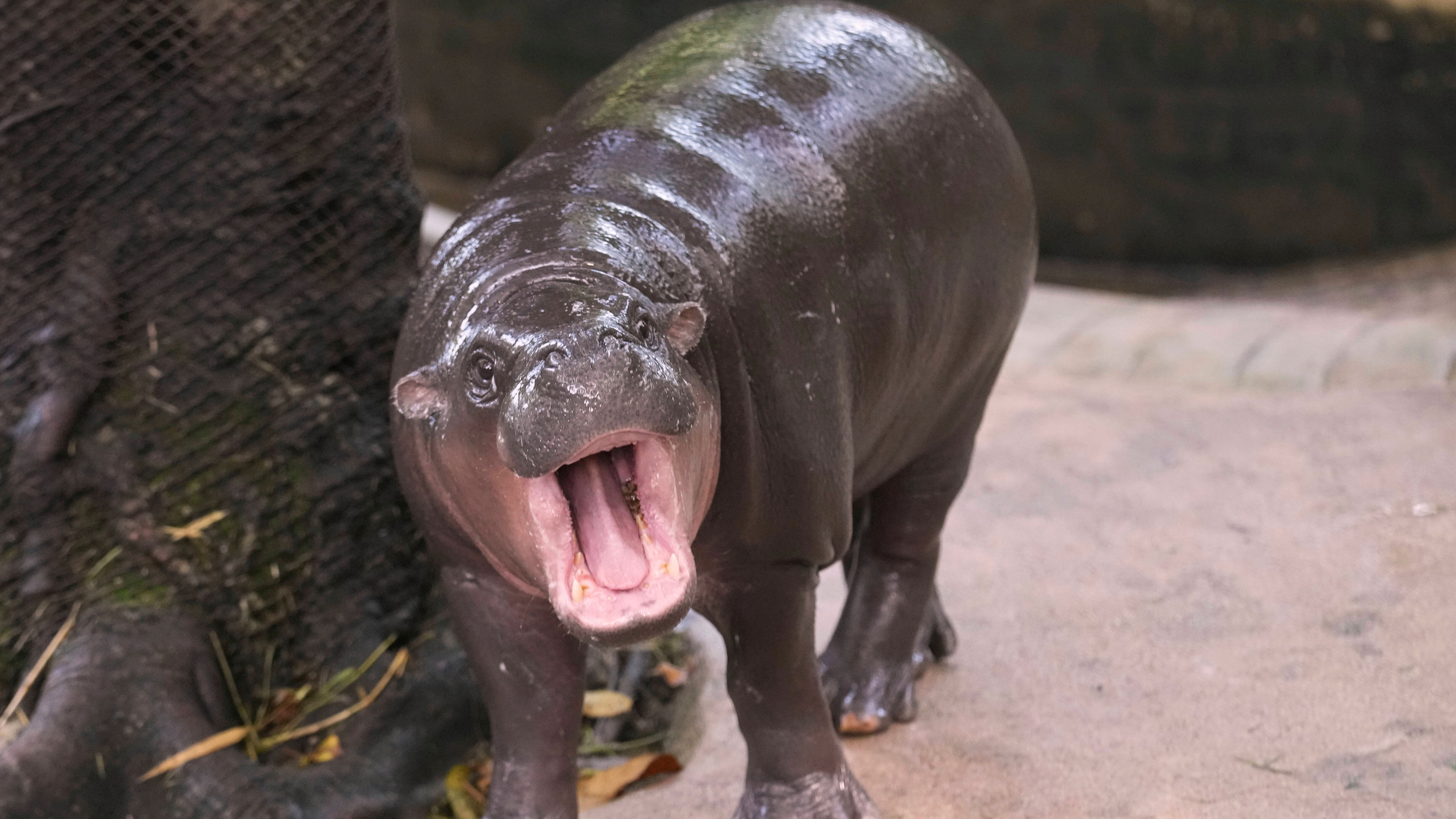 Social media sensation Moo Deng turns one