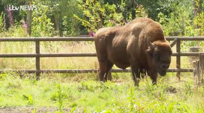 UK's first bison rangers chosen to introduce herd to Kent woodland ...
