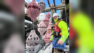 Artificial Shells How artificial shells are being used to bring marine life back to Blyth ...