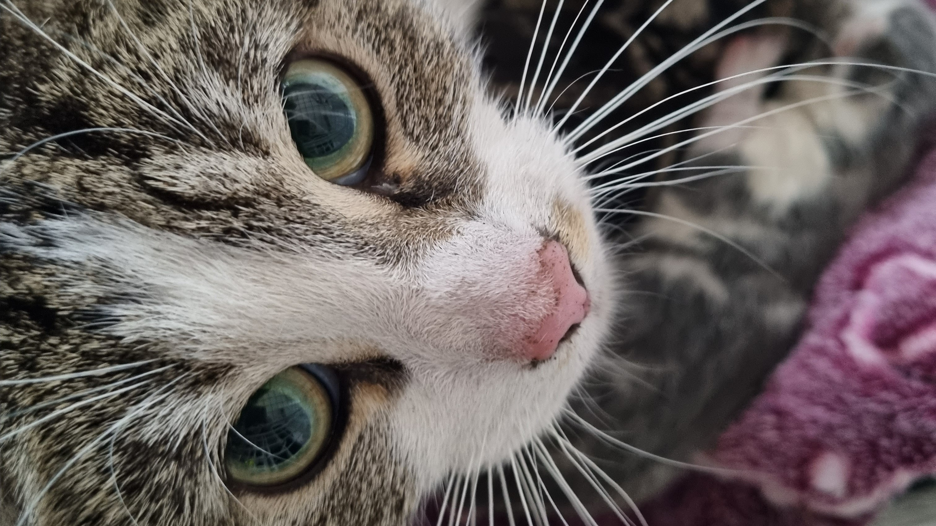 Cat gives birth to five kittens in conservatory roof guttering