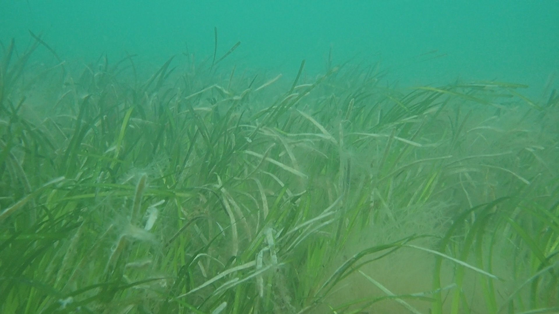 Seagrasses  National Wildlife Federation