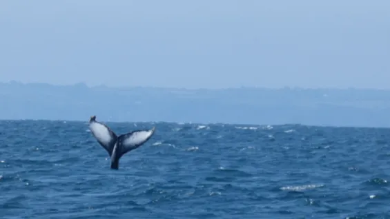 Incredible Moment Humpback Whale Spotted Off Cornwall Coast In Rare ...