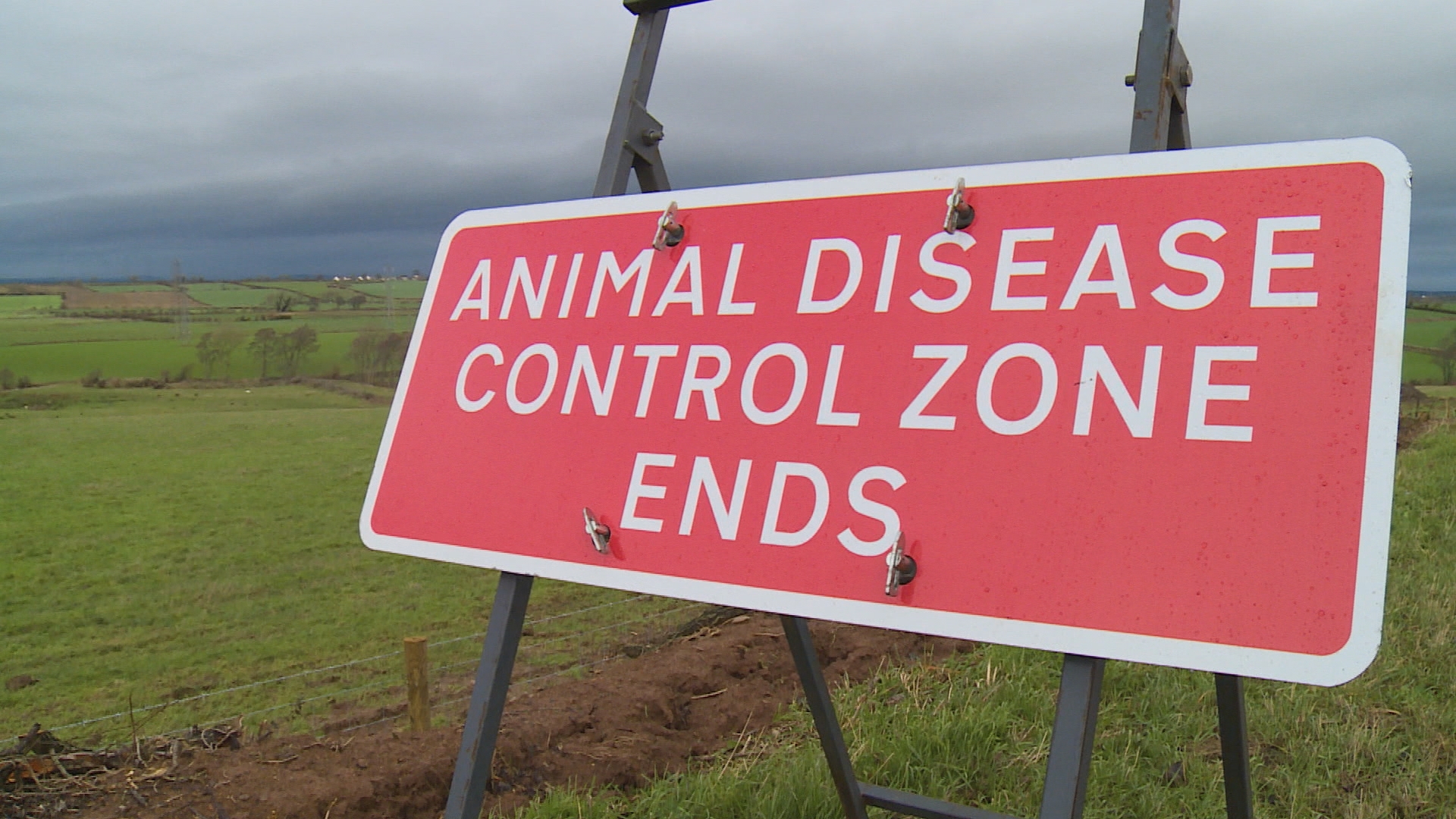 Prevention zone brought in as Cumbria's second bird flu case found in  Allerdale | ITV News Border
