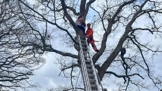 Woman stuck trying to rescue parrot in Trowbridge