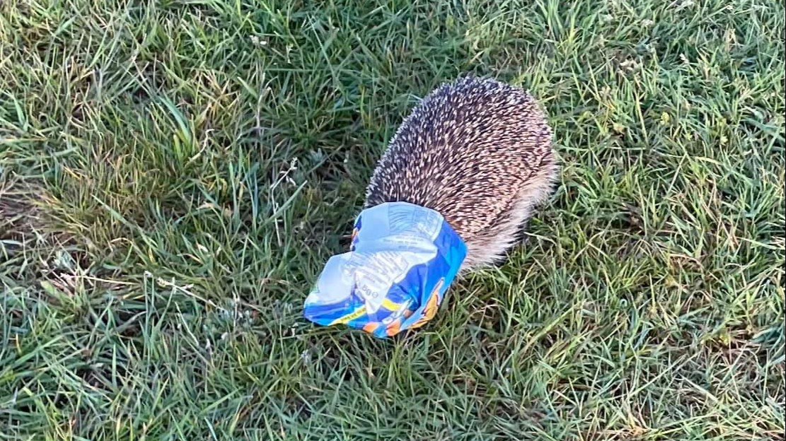 Litter warning after hedgehog gets stuck in plastic packet ITV News