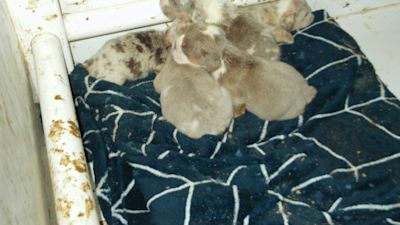 110923 DOG BREEDING BUCKINGHAMSHIRE COUNCIL MERIDIAN