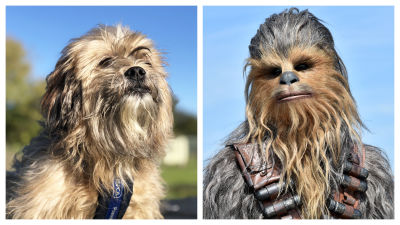 Chewie, left, has been rechristened by staff at an RSPCA centre because of his resemblance to Star Wars character Chewbacca.
Credit: RSPCA/PA.
