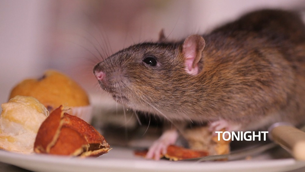 How do we tackle poison-resistant super rats?