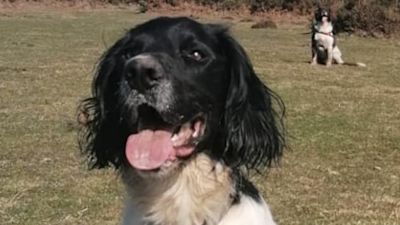 'Harry' was taken on April 30th after being tied up outside Boots Pharmacy on North Road West in Plymouth.
