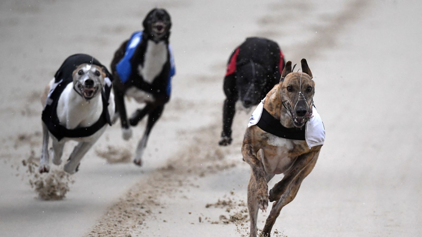 Greyhound Racing Injured Animal rights campaigners angry after dogs narrowly escape injury at ...