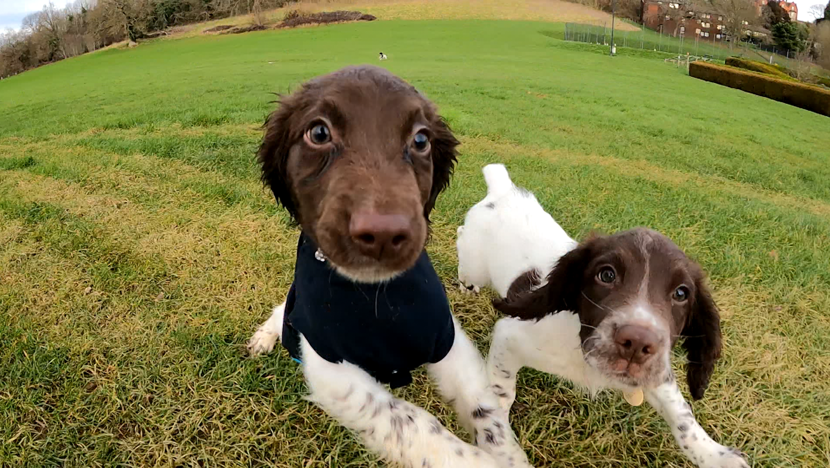 are police dogs trained to smell tobacco