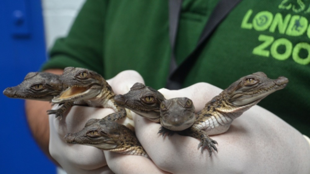 London welcomes first Philippine crocodiles to be bred in a UK zoo ...