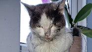 RSPCA s Warning After Cats Killed By Marmite like Substance In Leeds 