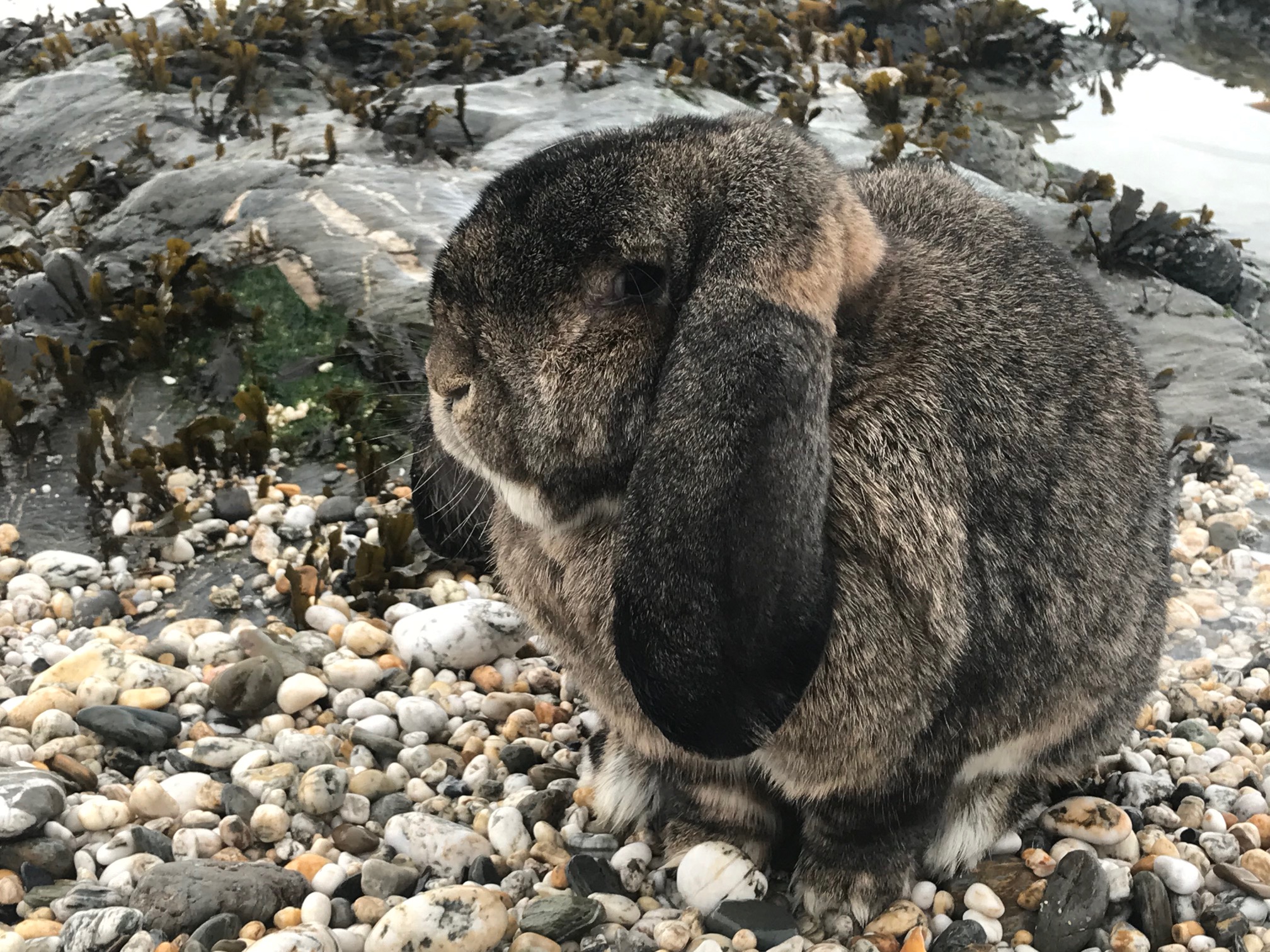 Big hot sale french lop