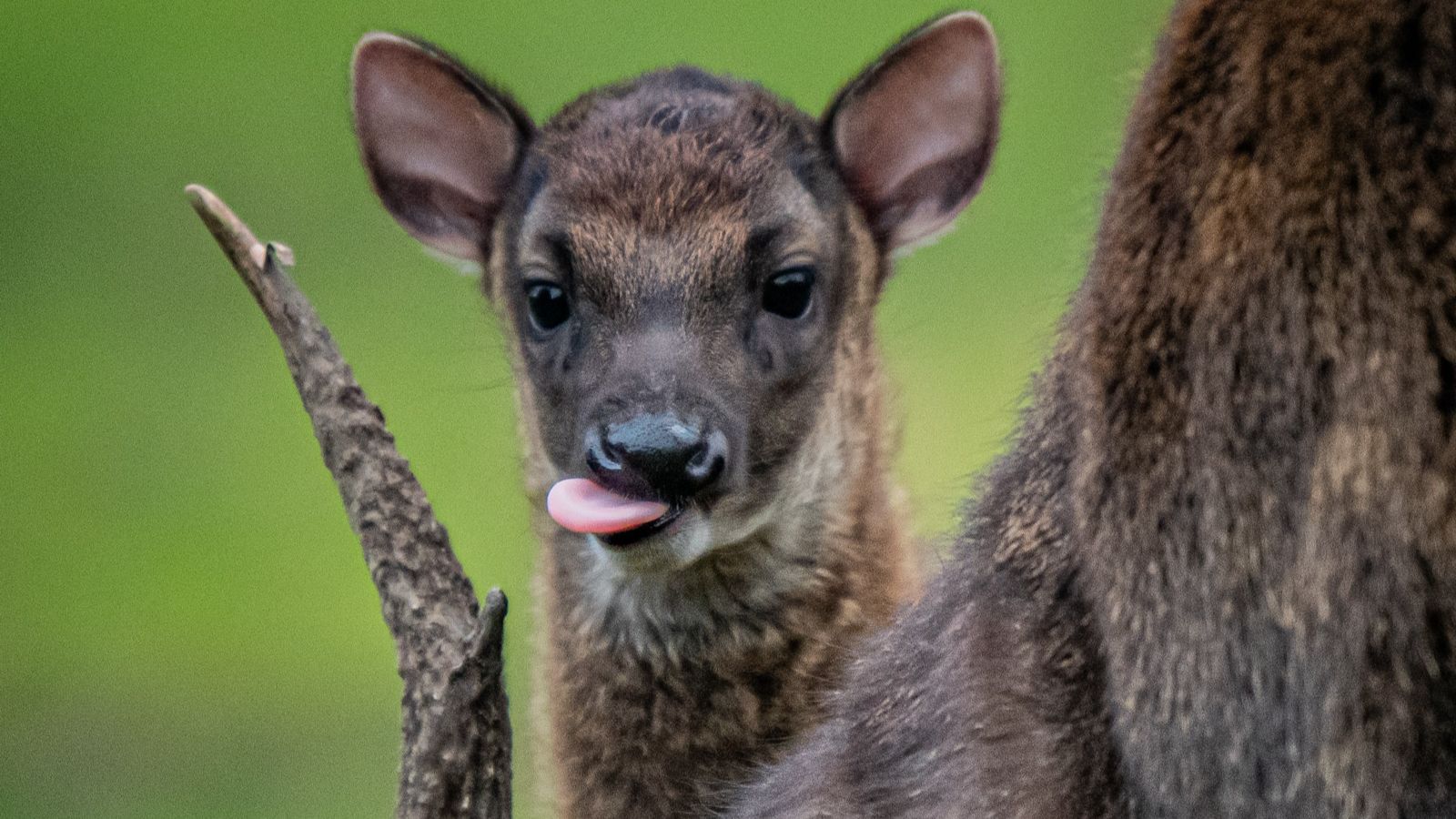 Top Ten Rarest Deer Meet Lyra - one of the world's rarest deers pictured for first time ...